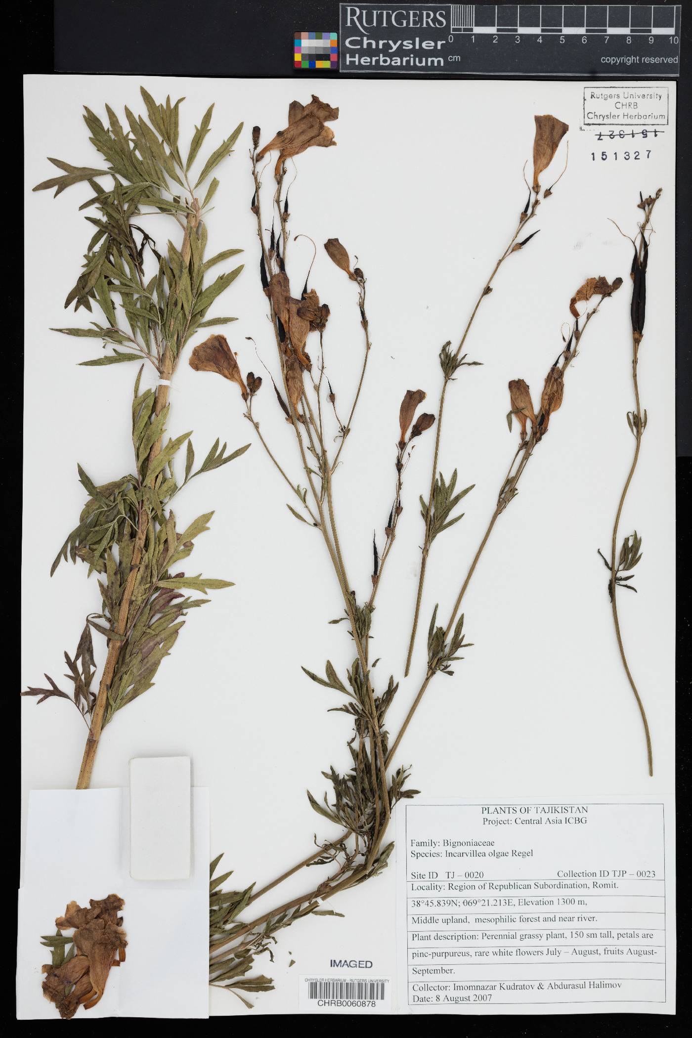 Incarvillea image