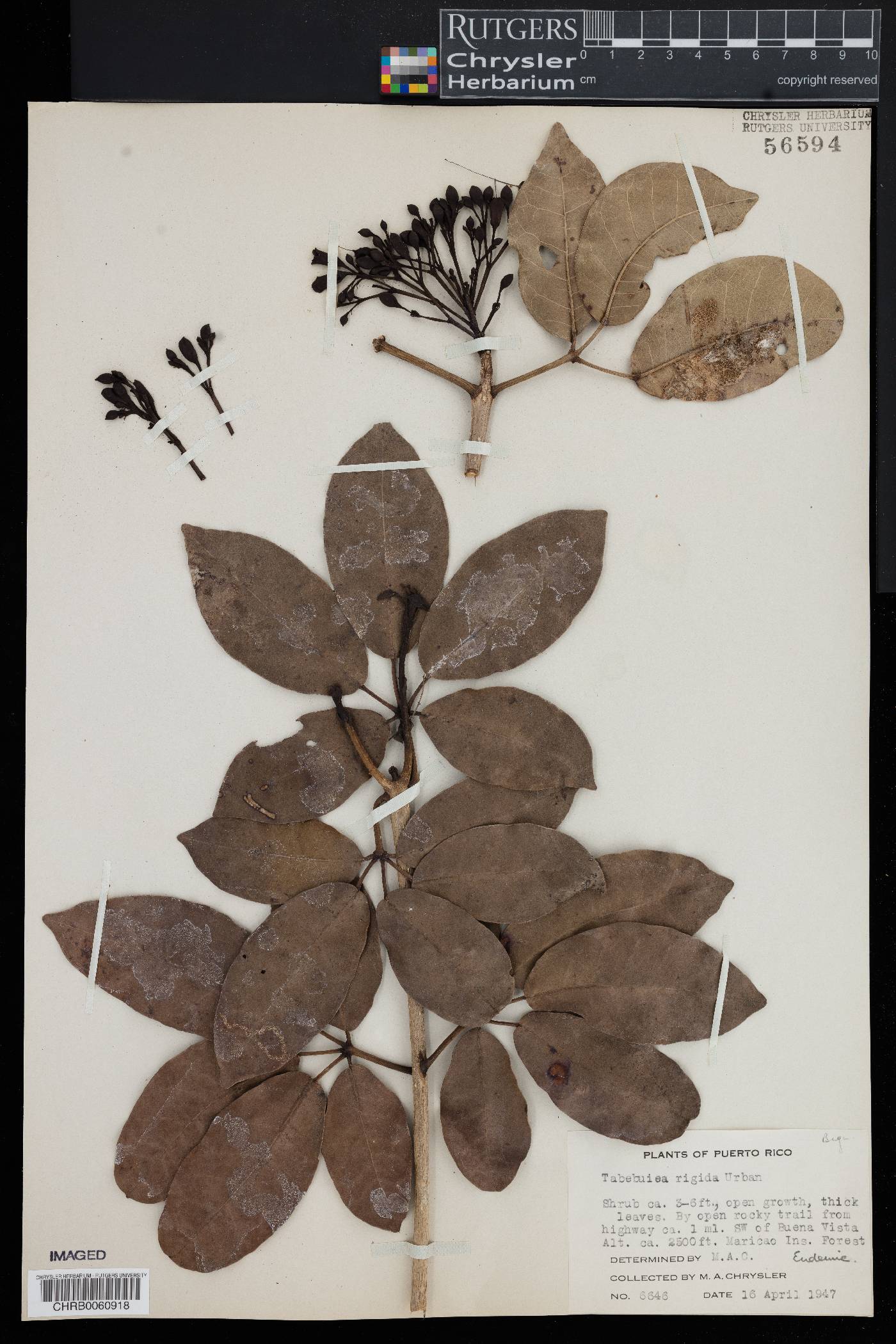 Tabebuia rigida image