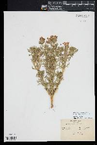 Glandularia bipinnatifida var. ciliata image