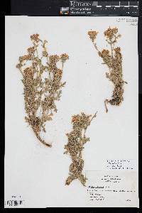 Glandularia gooddingii image