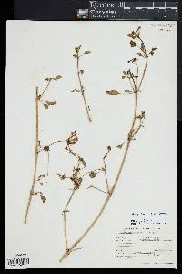 Image of Glandularia tenera