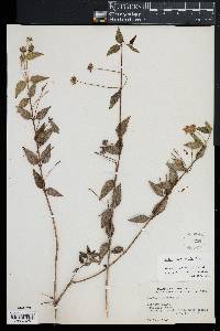 Lantana angustifolia image