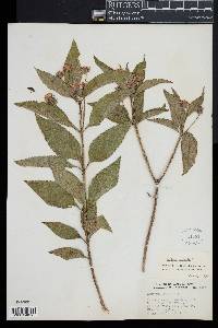 Lantana trifolia image