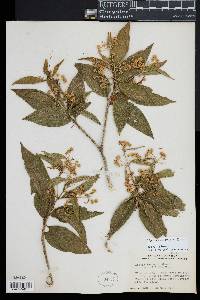 Lippia cardiostegia image