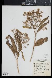 Lippia umbellata image