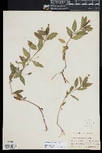 Phyla lanceolata image