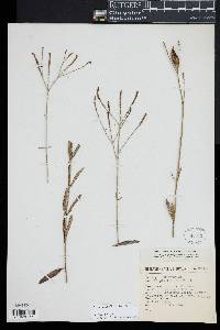 Phyla nodiflora image