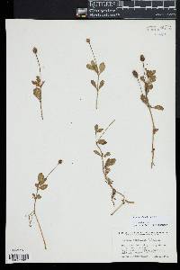 Phyla nodiflora image