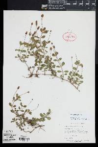 Phyla nodiflora image