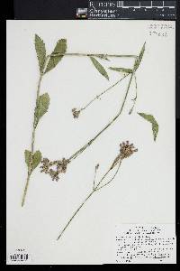 Verbena brasiliensis image