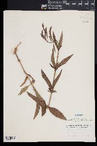 Verbena hastata image