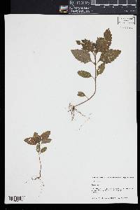 Verbena hastata image