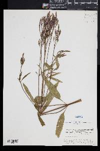 Verbena hastata image