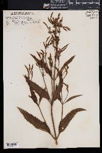 Verbena hastata image