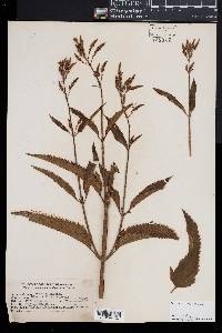 Verbena hastata image