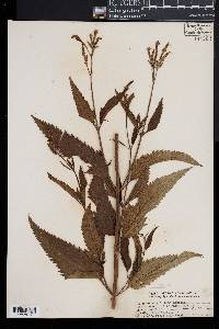 Verbena hastata image