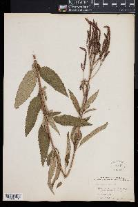 Verbena hastata image