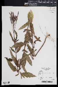 Verbena hastata image