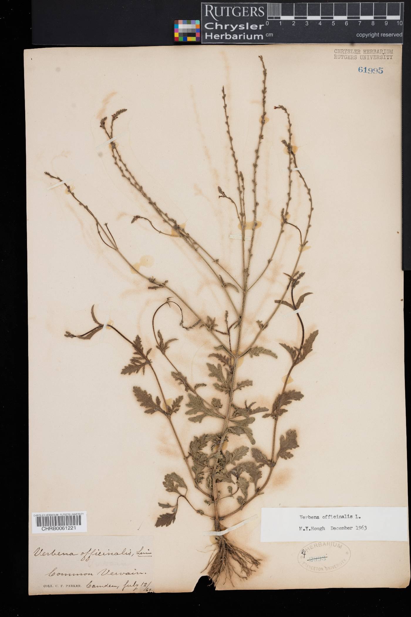 Verbena officinalis image