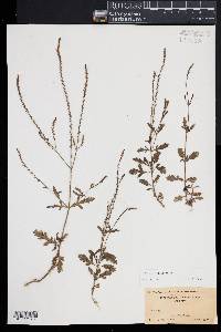 Verbena officinalis image