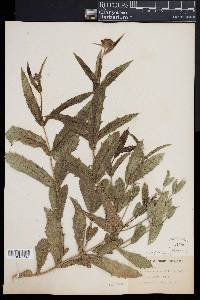 Verbena rigida image