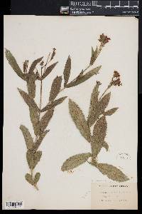 Verbena rigida image