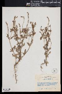 Verbena supina image