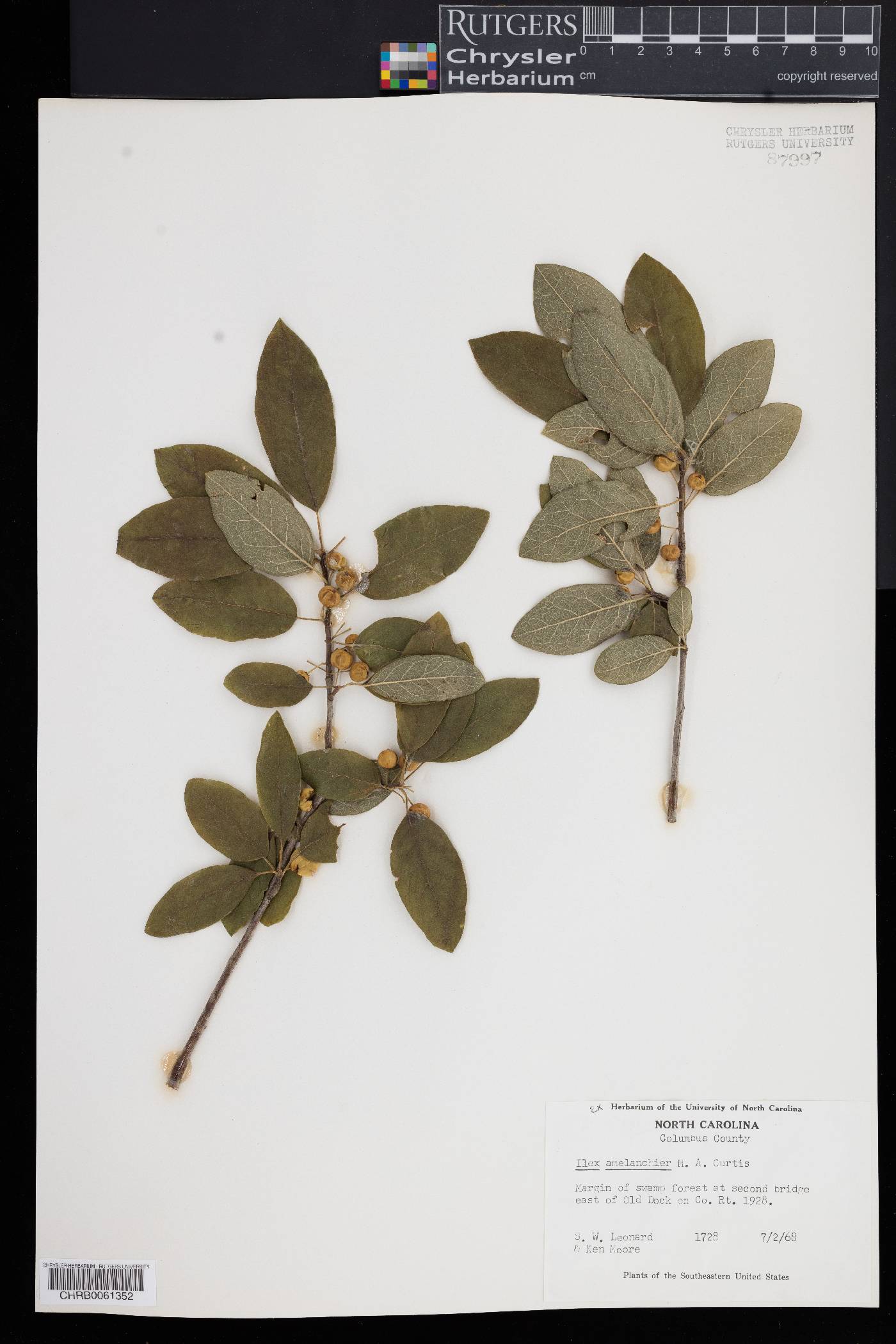 Ilex amelanchier image