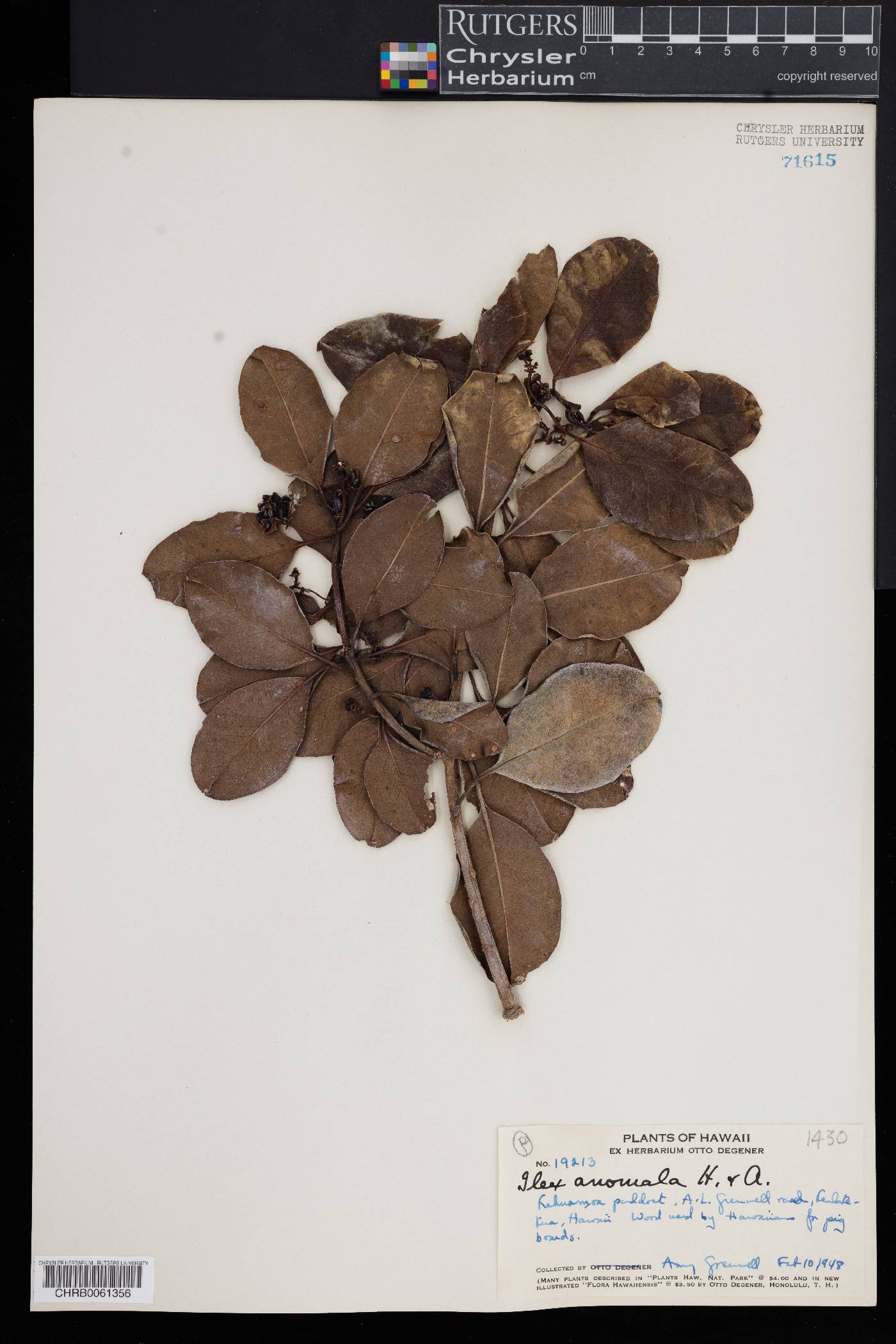 Ilex anomala image