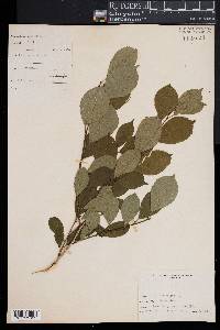 Ilex laevigata image