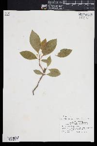 Ilex laevigata image