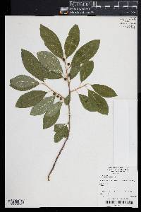 Ilex laevigata image