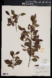 Ilex macfadyenii image