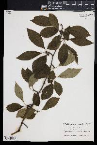 Ilex montana image