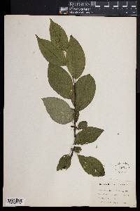 Ilex montana image