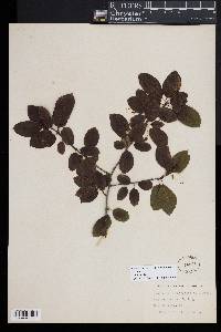 Ilex mucronata image