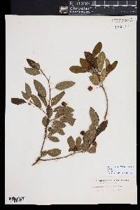 Ilex mucronata image