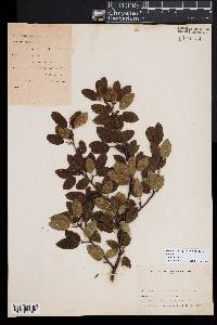 Ilex mucronata image