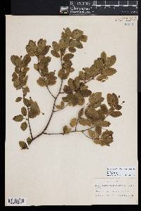 Ilex mucronata image