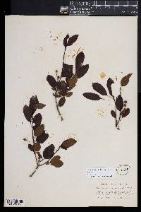 Ilex mucronata image