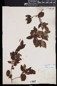 Ilex mucronata image