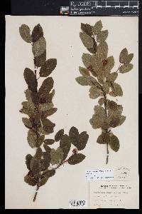 Ilex mucronata image