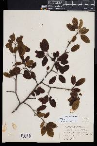 Ilex mucronata image