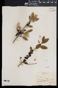 Ilex vomitoria image