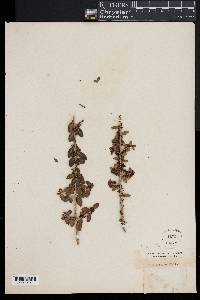 Ilex vomitoria image