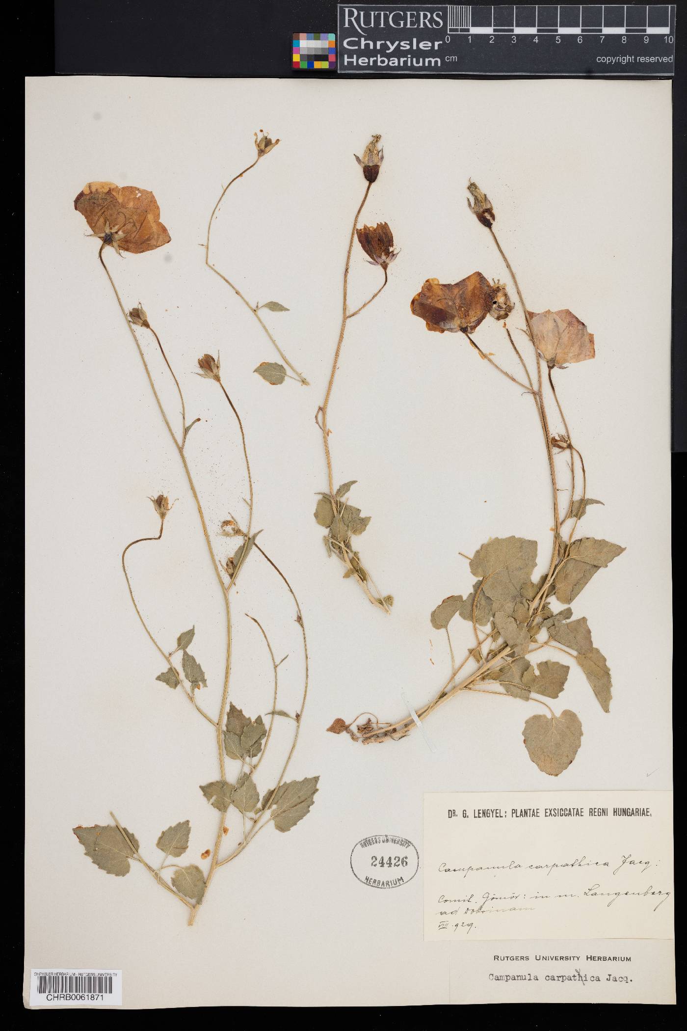 Campanula carpatica image