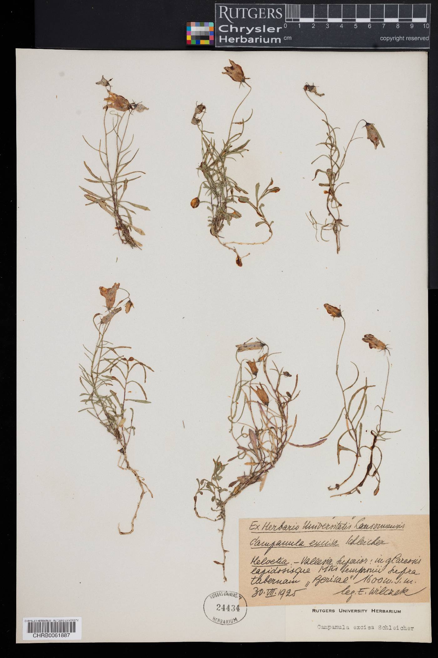 Campanula excisa image