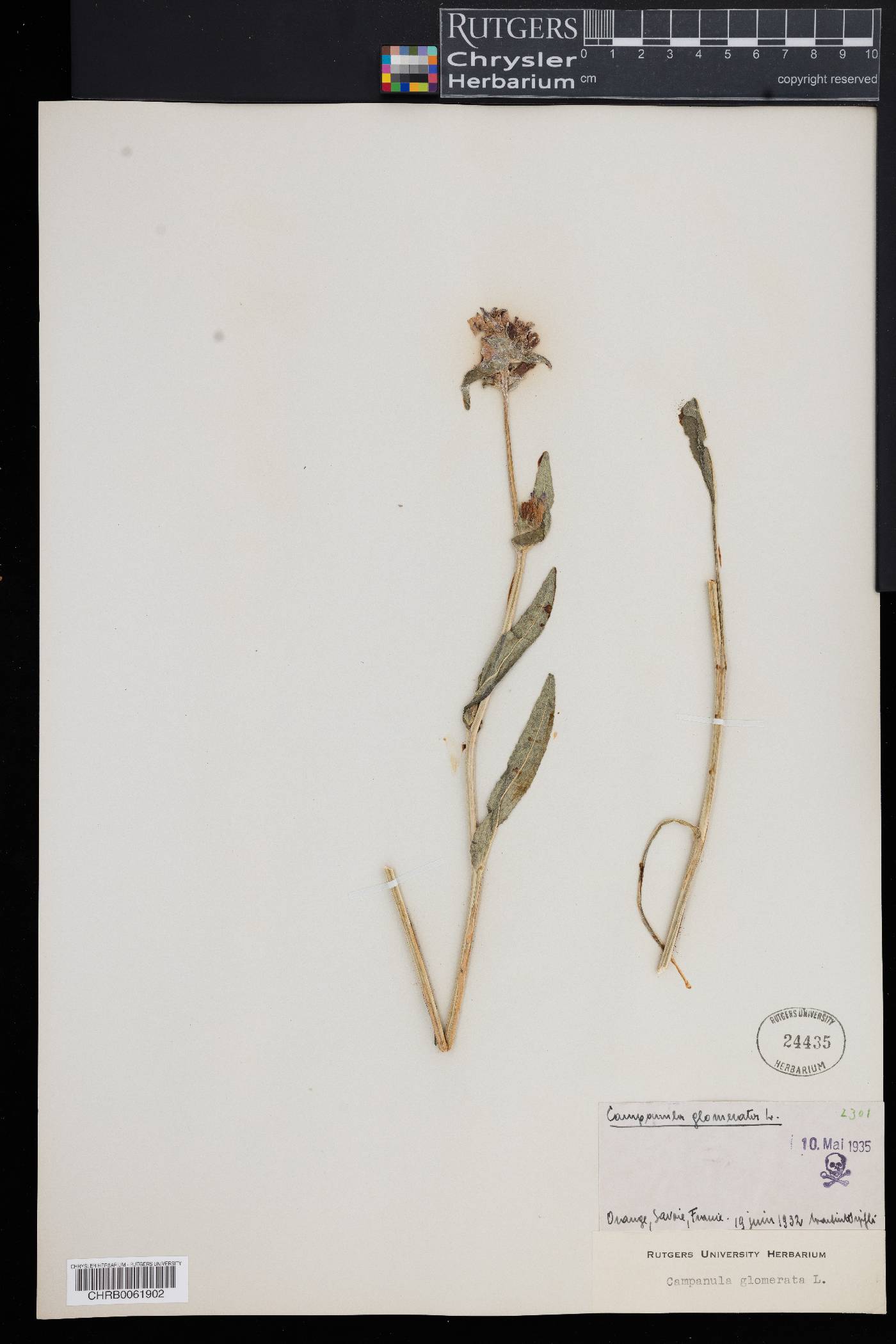 Campanula glomerata image