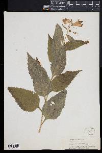 Image of Campanula latifolia