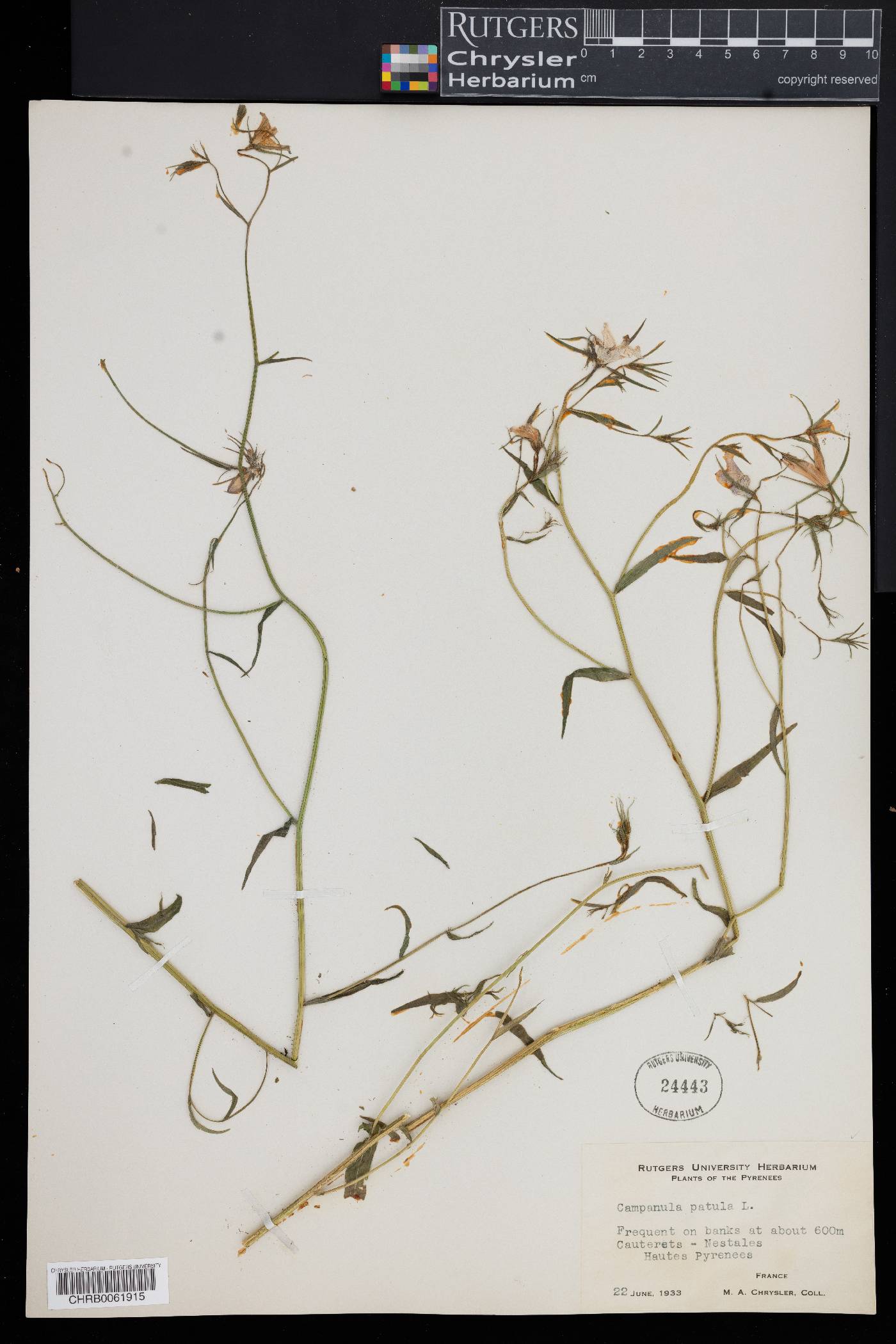 Campanula patula image